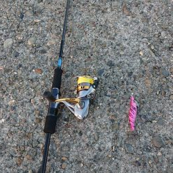 イカ爆釣だけどー