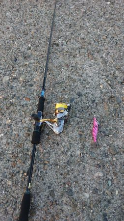 イカ爆釣だけどー