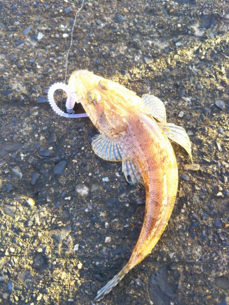 エギング&アジング