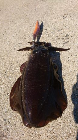 なかなかな爆風だけどエギング