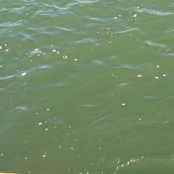 25時始夜釣り〜夕まづめ釣果