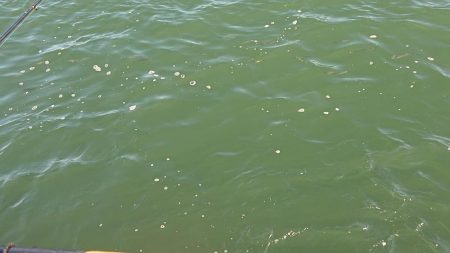 25時始夜釣り〜夕まづめ釣果