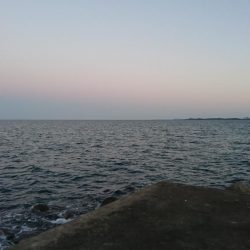 エソ以外ならなんでも