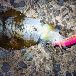 連休朝イチ狙い