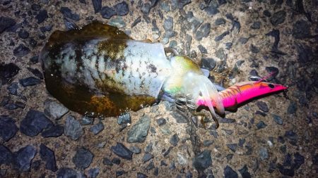 連休朝イチ狙い