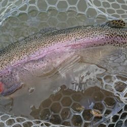 豪雨のアクアヘヴン良型レインボー連発!