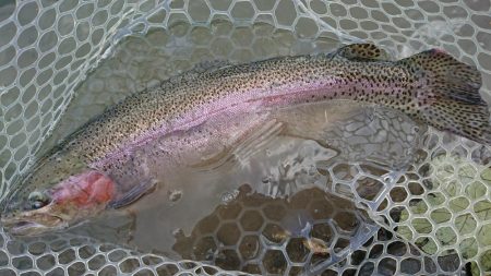 豪雨のアクアヘヴン良型レインボー連発!