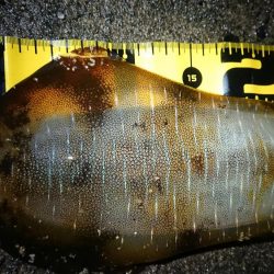 夜雨上がりにちょこっと