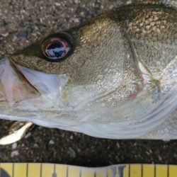 自分だけシーバス狙い！