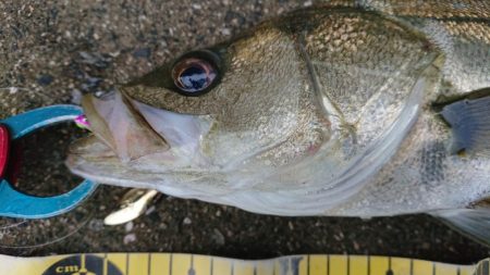 自分だけシーバス狙い！