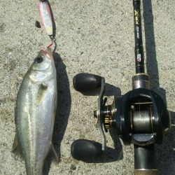 【苅田港】シーバス調査