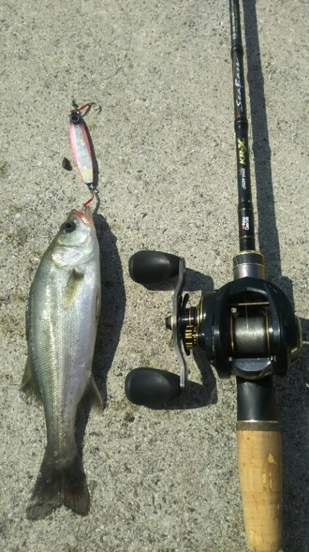 【苅田港】シーバス調査