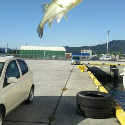 【苅田港】シーバス調査２