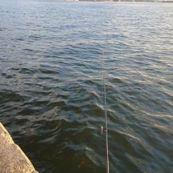 サバを交わし何とかサゴシ一本捕獲!