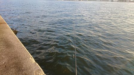 サバを交わし何とかサゴシ一本捕獲!