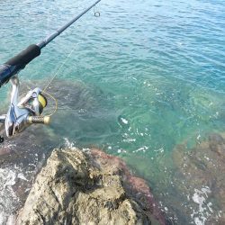 サゴシとキジハタと☆ＥＳＯ☆