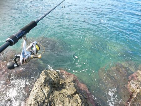 サゴシとキジハタと☆ＥＳＯ☆