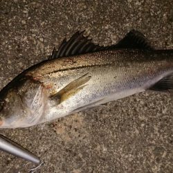 ガシラからの、可愛いシーバスキャッチ♪