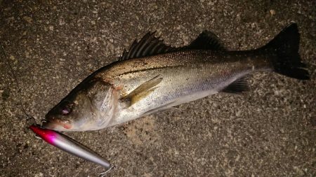 ガシラからの、可愛いシーバスキャッチ♪