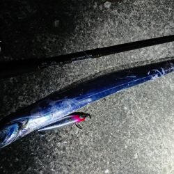 夕練、シーバスからのタチウオハンティング！