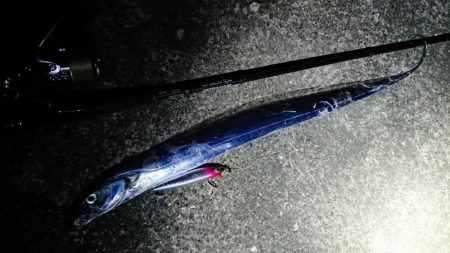 夕練、シーバスからのタチウオハンティング！