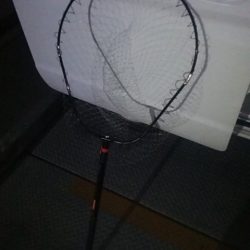 本日の獲物はタモ！？  ～辰巳一付近～