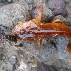 アコウの釣り納めに行ってきました!