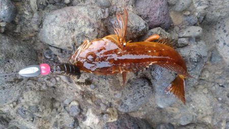 アコウの釣り納めに行ってきました!