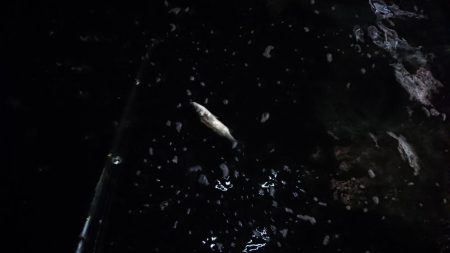 釣れたが、疲れた～