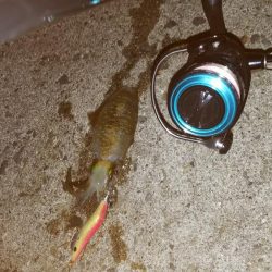 teamゲッソー調査隊