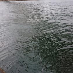 雨の朝練シーバス調査