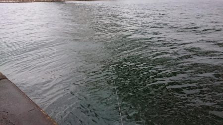 雨の朝練シーバス調査