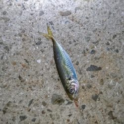 アジングでダツ!