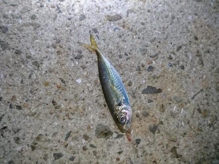 アジングでダツ!