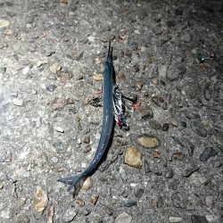 アジングサビキで五目