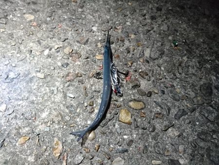 アジングサビキで五目