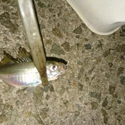 食材getアジング