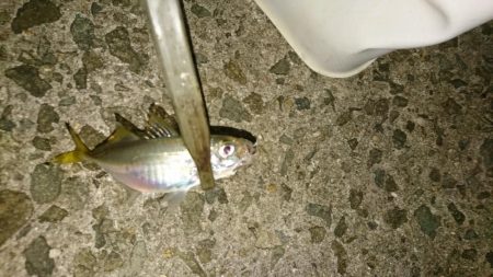 食材getアジング