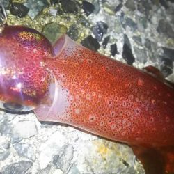 ケンサキング？