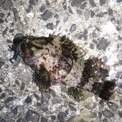 ロックフィッシュ狙い