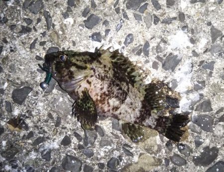 ロックフィッシュ狙い