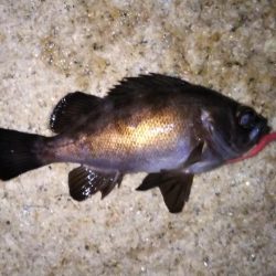 久しぶりにアジ