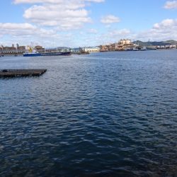 今年初イイダコ