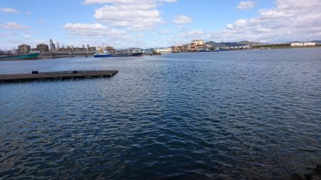 今年初イイダコ