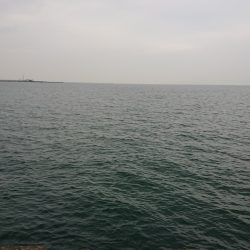 タチウオはたくさん2