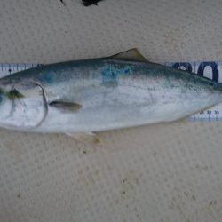 ボートフィッシング