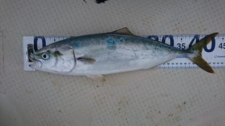 ボートフィッシング