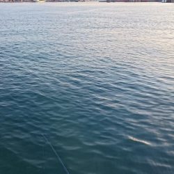 6日連続タチウオ釣行