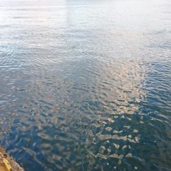 タチウオ1週間コンプリート