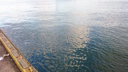 タチウオ1週間コンプリート